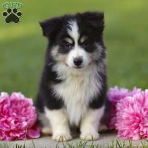 Ephy, Miniature Australian Shepherd Puppy