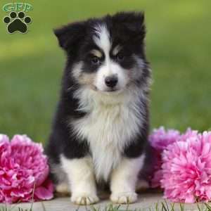 Ephy, Miniature Australian Shepherd Puppy