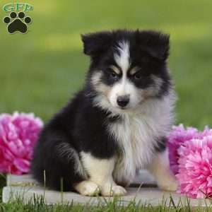 Ephy, Miniature Australian Shepherd Puppy