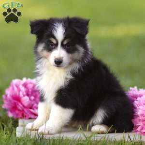 Ephy, Miniature Australian Shepherd Puppy