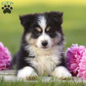 Ephy, Miniature Australian Shepherd Puppy