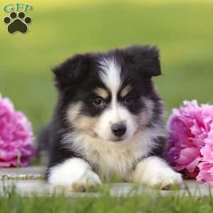 Ephy, Miniature Australian Shepherd Puppy