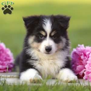 Ephy, Miniature Australian Shepherd Puppy