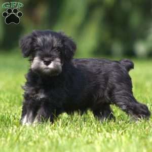 Bella, Miniature Schnauzer Puppy