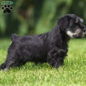 Bella, Miniature Schnauzer Puppy
