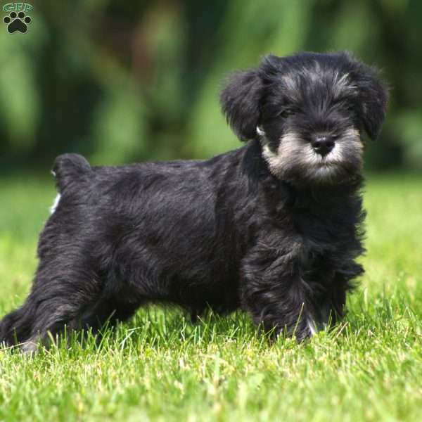 Bella, Miniature Schnauzer Puppy