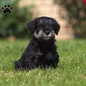 Bella, Miniature Schnauzer Puppy