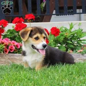 Taylor, Pembroke Welsh Corgi Puppy