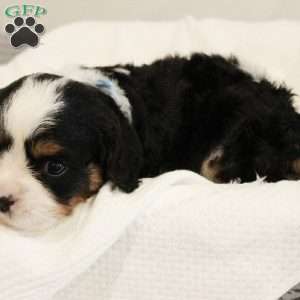 Fudge, Miniature Bernese Mountain Dog Puppy
