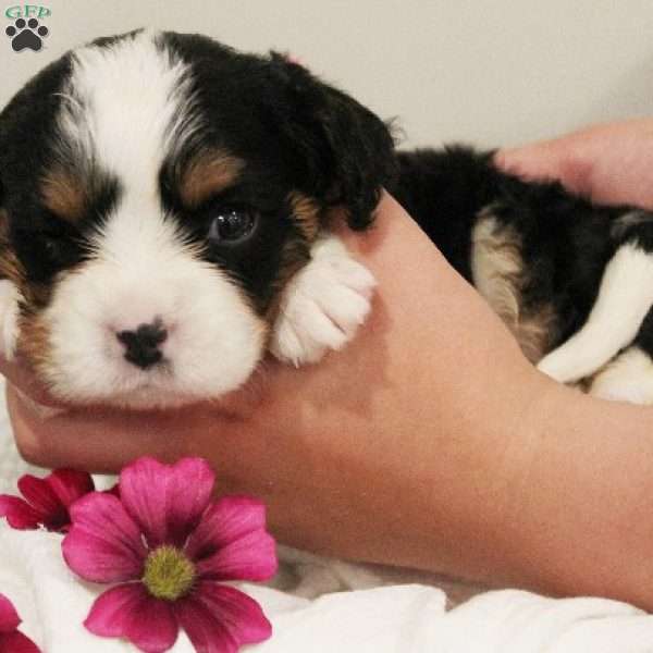 Fudge, Miniature Bernese Mountain Dog Puppy