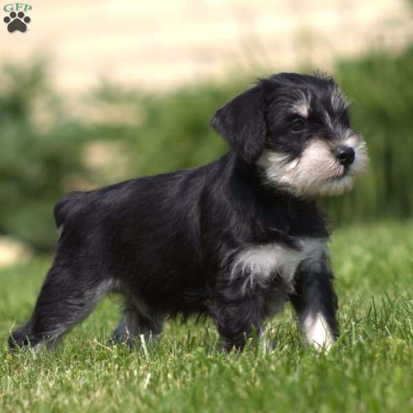 Spencer, Miniature Schnauzer Puppy