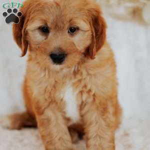 Gallo, Mini Goldendoodle Puppy