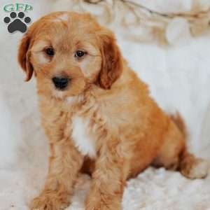 Gallo, Mini Goldendoodle Puppy