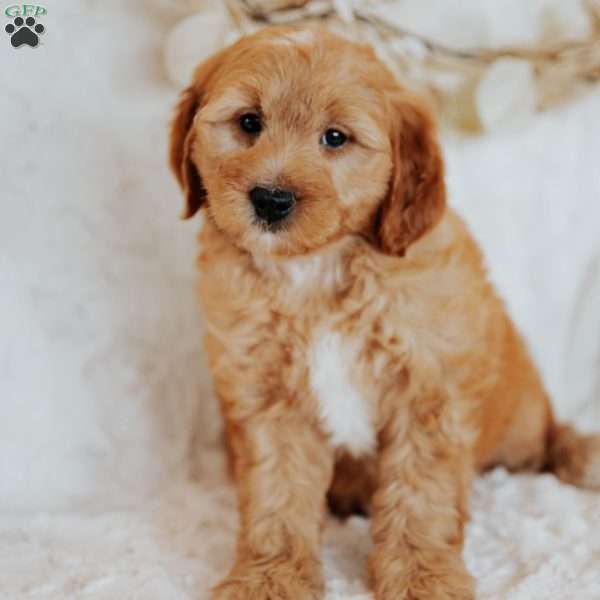 Gallo, Mini Goldendoodle Puppy