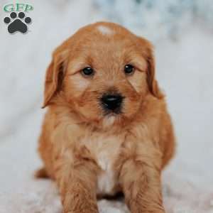 Gallo, Mini Goldendoodle Puppy
