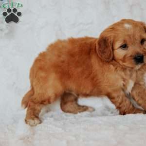 Gallo, Mini Goldendoodle Puppy