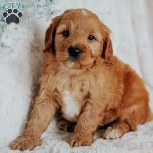 Gallo, Mini Goldendoodle Puppy