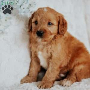 Gallo, Mini Goldendoodle Puppy