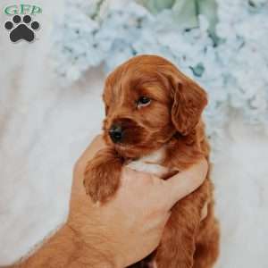 Georgie, Mini Goldendoodle Puppy
