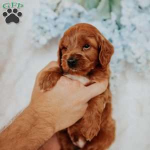 Georgie, Mini Goldendoodle Puppy