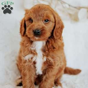 Georgie, Mini Goldendoodle Puppy