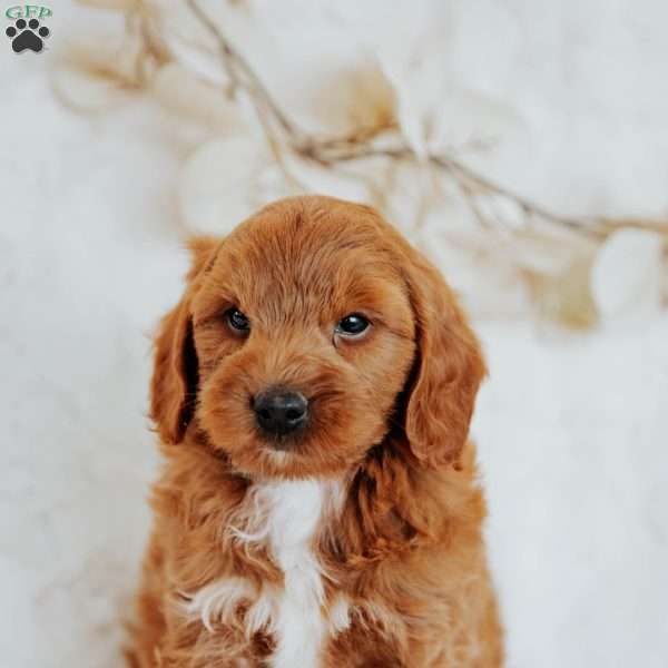 Georgie, Mini Goldendoodle Puppy