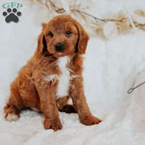 Georgie, Mini Goldendoodle Puppy