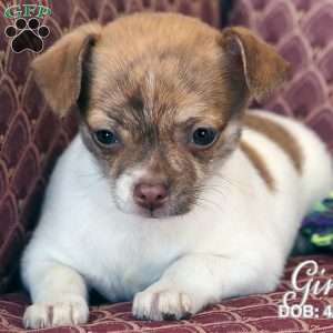 Gina, Chihuahua Puppy