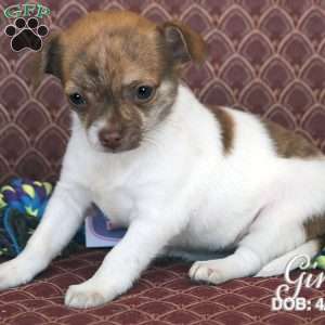 Gina, Chihuahua Puppy