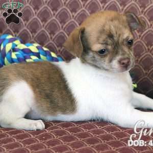 Gina, Chihuahua Puppy