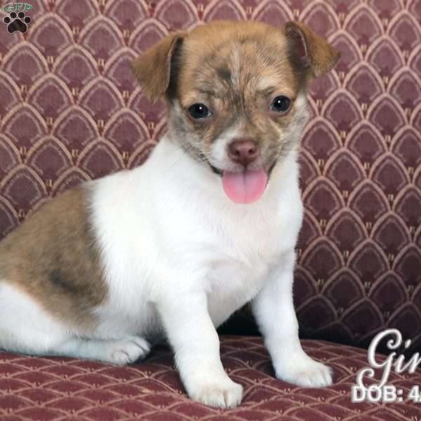 Gina, Chihuahua Puppy
