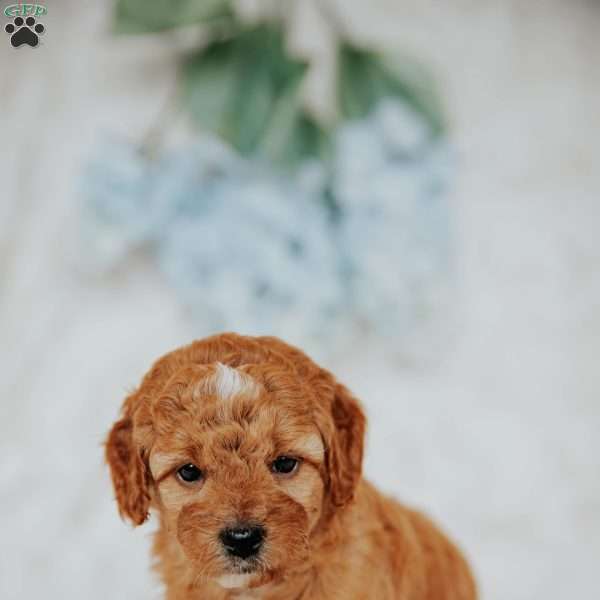 Gracie, Mini Goldendoodle Puppy