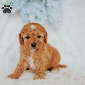 Gracie, Mini Goldendoodle Puppy