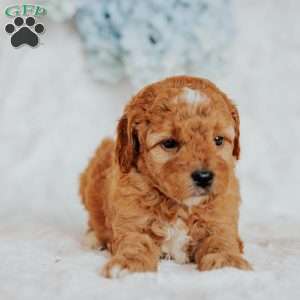 Gracie, Mini Goldendoodle Puppy