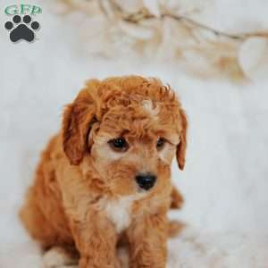 Gracie, Mini Goldendoodle Puppy