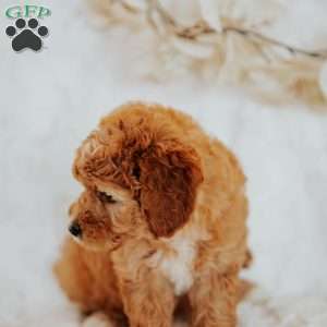Gracie, Mini Goldendoodle Puppy
