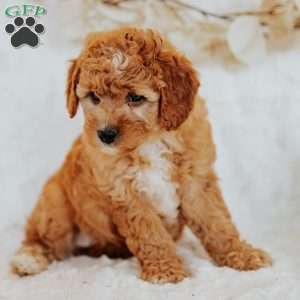 Gracie, Mini Goldendoodle Puppy