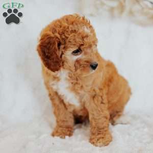 Gracie, Mini Goldendoodle Puppy
