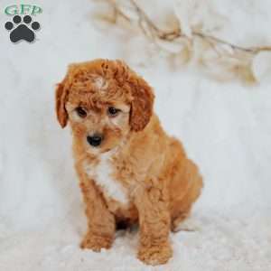 Gracie, Mini Goldendoodle Puppy