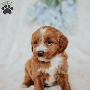 Gretta, Mini Goldendoodle Puppy