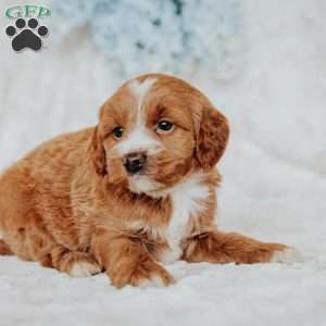 Gretta, Mini Goldendoodle Puppy