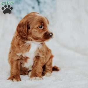 Gretta, Mini Goldendoodle Puppy