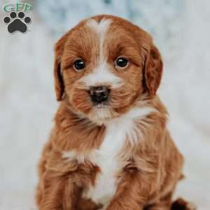 Gretta, Mini Goldendoodle Puppy