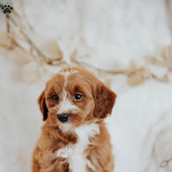 Gretta, Mini Goldendoodle Puppy
