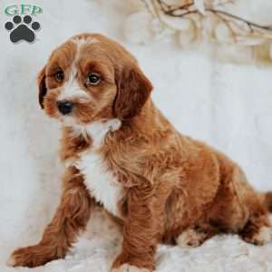 Gretta, Mini Goldendoodle Puppy