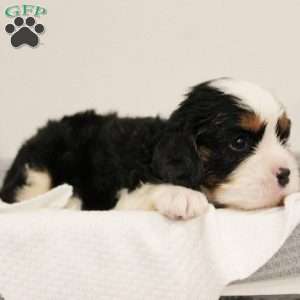 Gumdrop, Miniature Bernese Mountain Dog Puppy