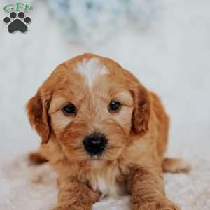 Gus, Mini Goldendoodle Puppy
