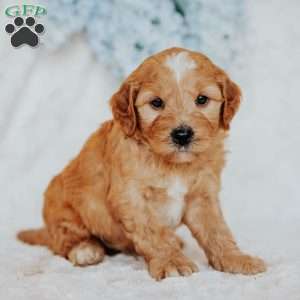 Gus, Mini Goldendoodle Puppy