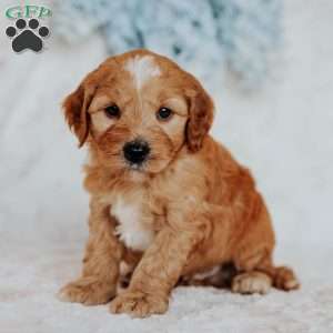 Gus, Mini Goldendoodle Puppy