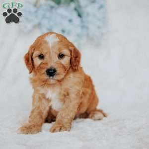 Gus, Mini Goldendoodle Puppy